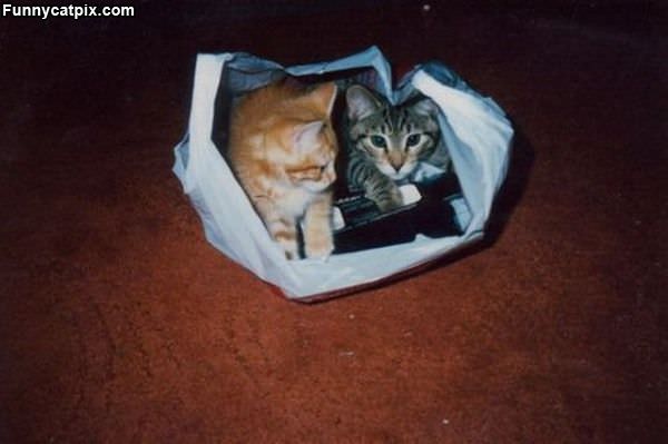 Cats In A Bag