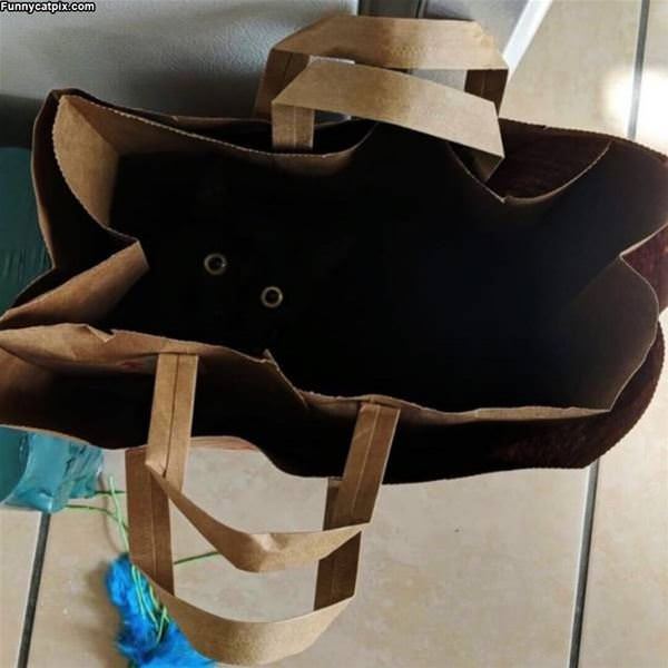 Cats In A Bag