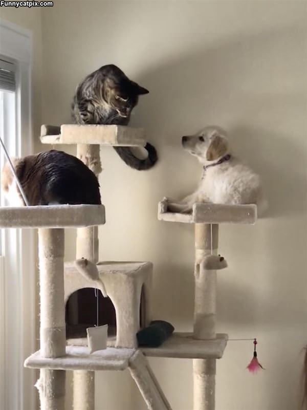 Cats In A Castle