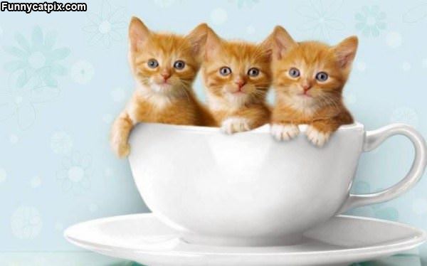 Cats In A Cup