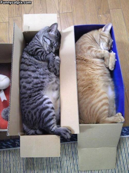 Cats In Boxes