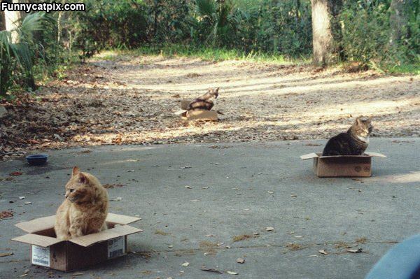 Cats In Boxes