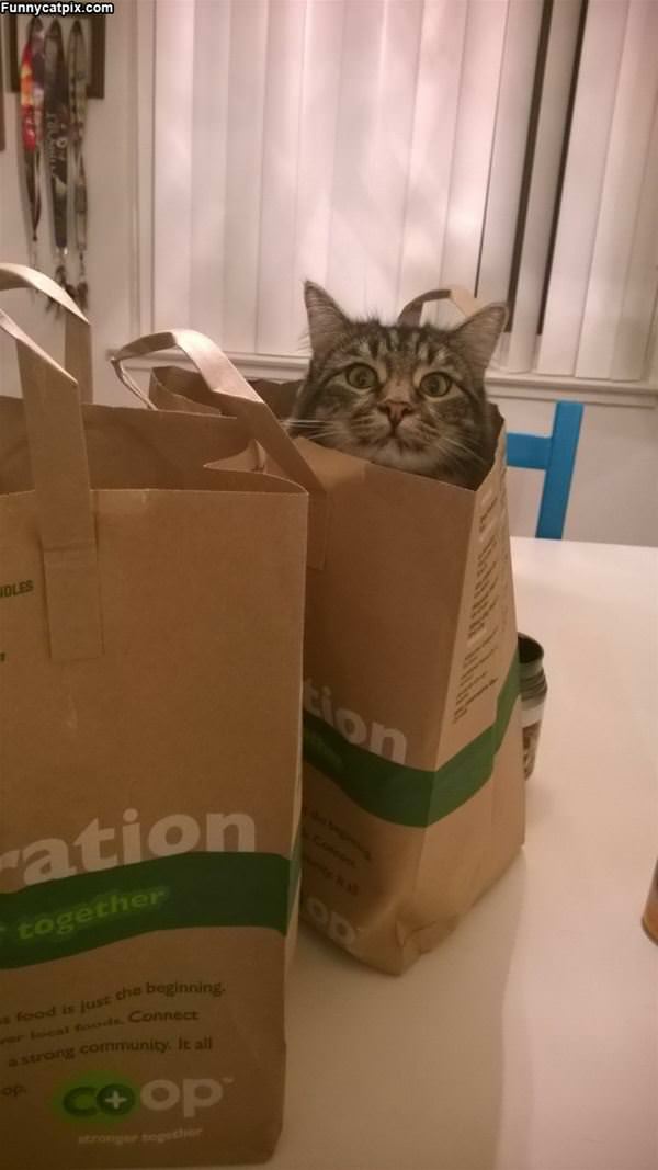 Cats In The Bag