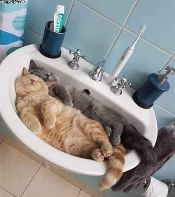 Cats In The Sink