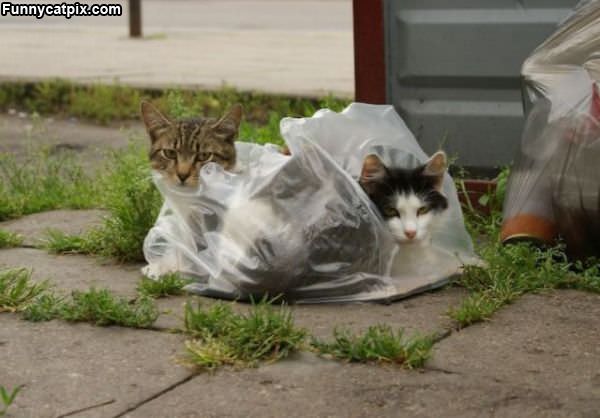 Cats Love Bags