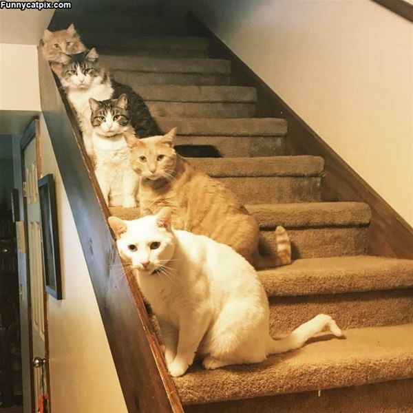 Cats On The Stairs