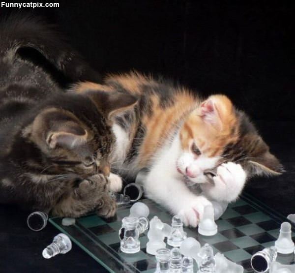 Cats Playing Chess