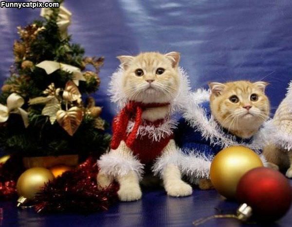 Cats Ready For Xmas