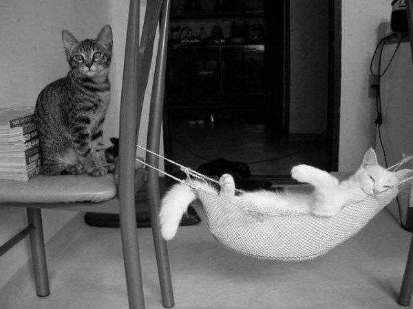 Cats Relaxing