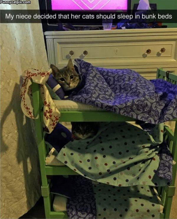 Cats Sleeping In Bunk Beds