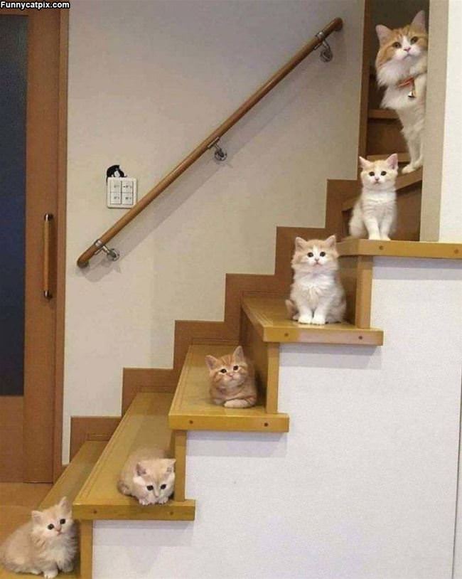 Cats Up Steps