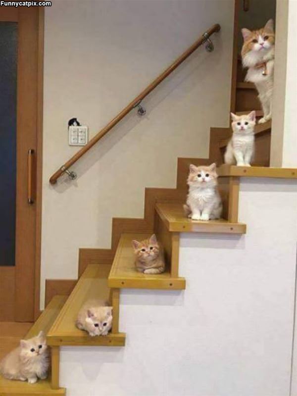 Cats Up The Stairs