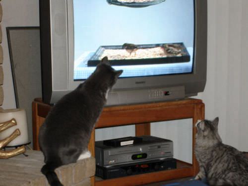 Cats Watching Bird Tv
