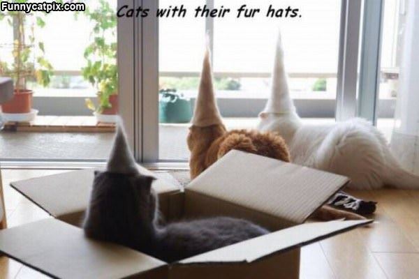 Cats With Fur Hats