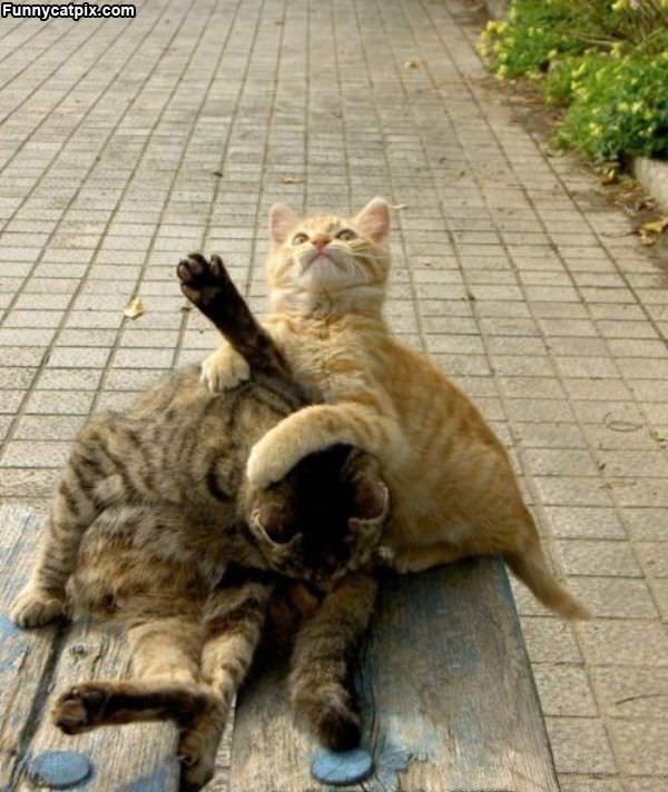 Cats Wrestling