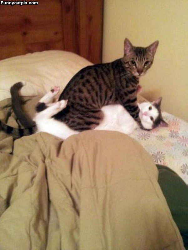 Cats Wrestling