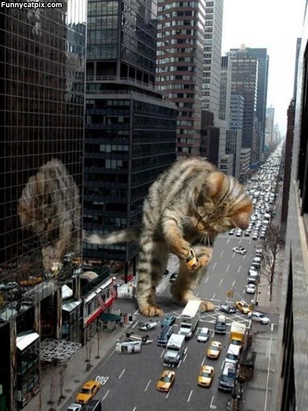 Catzilla