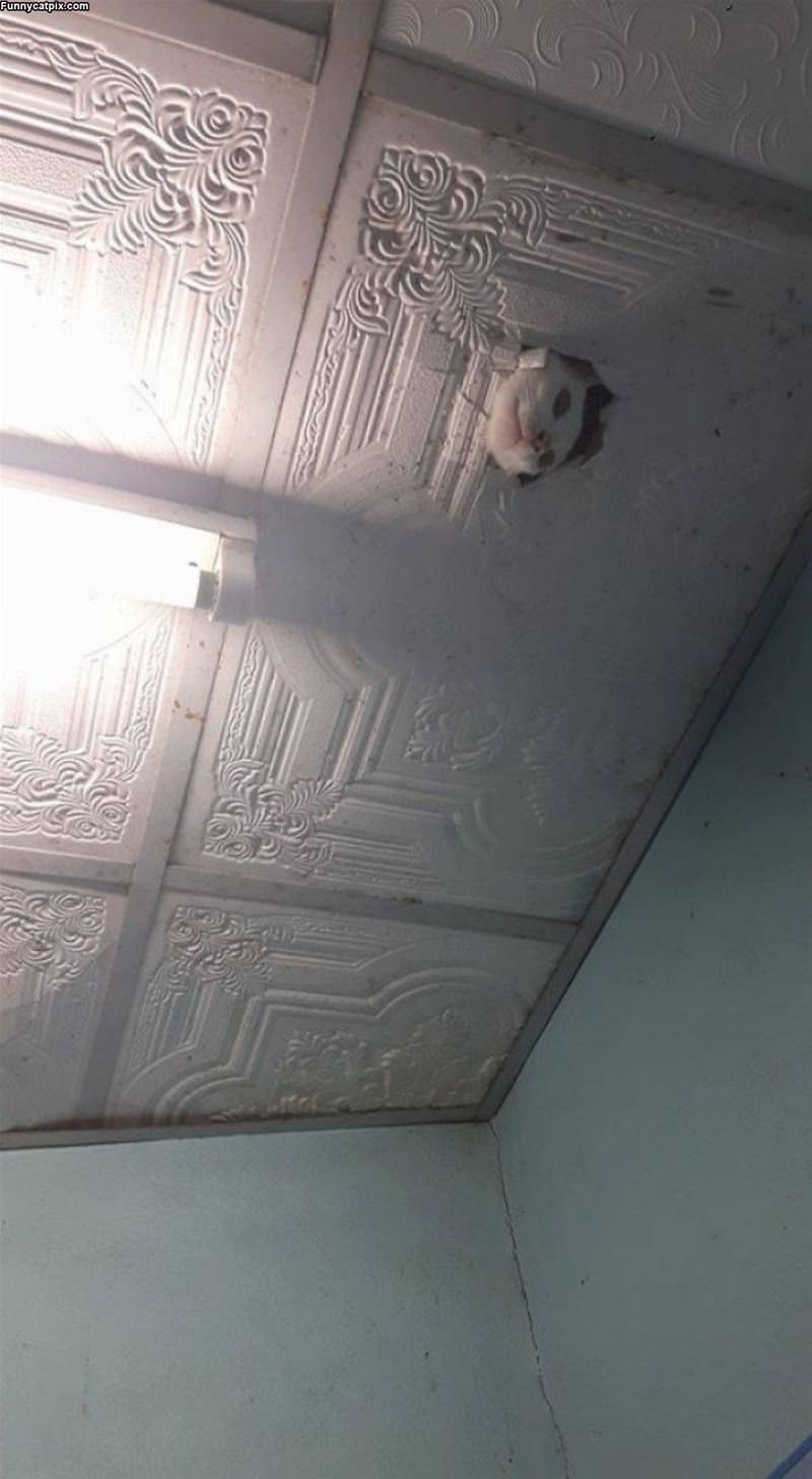 Ceiling Cat