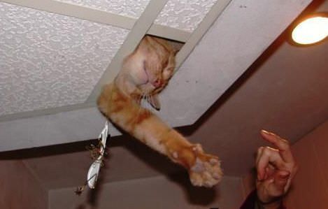 Ceiling Cat Has Spoken