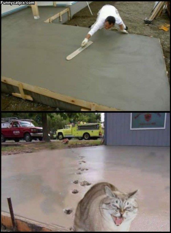 Cement Cat