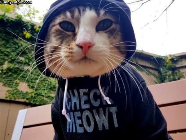 Check Meowt