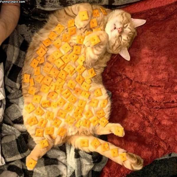 Cheese Cat