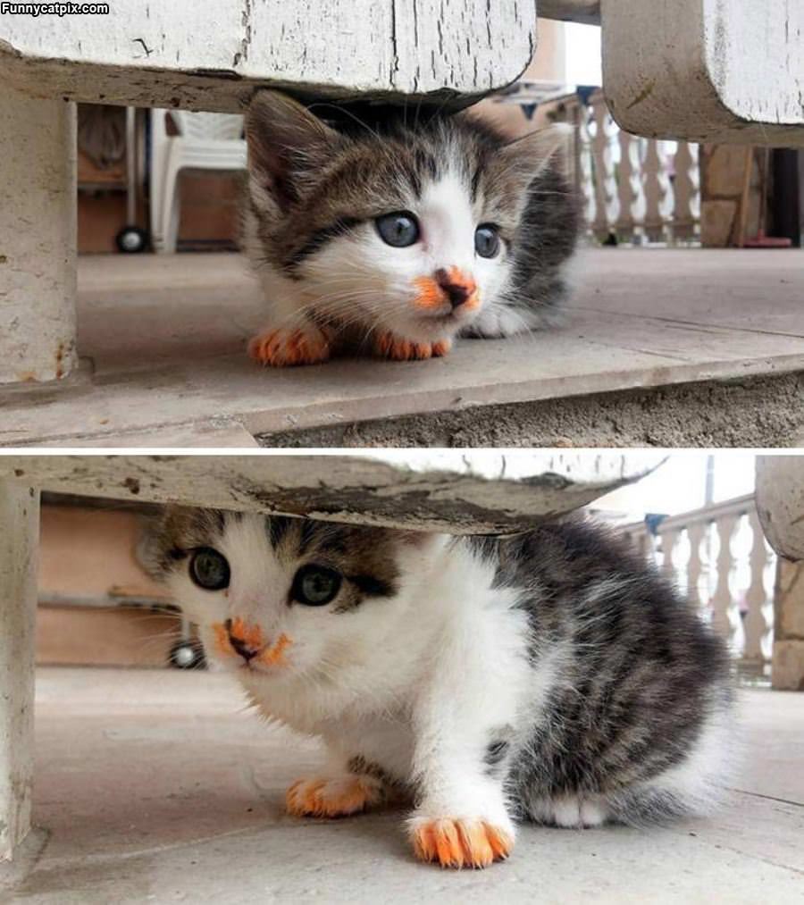 Cheeto Kitty