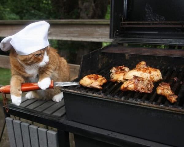 Chef Cat