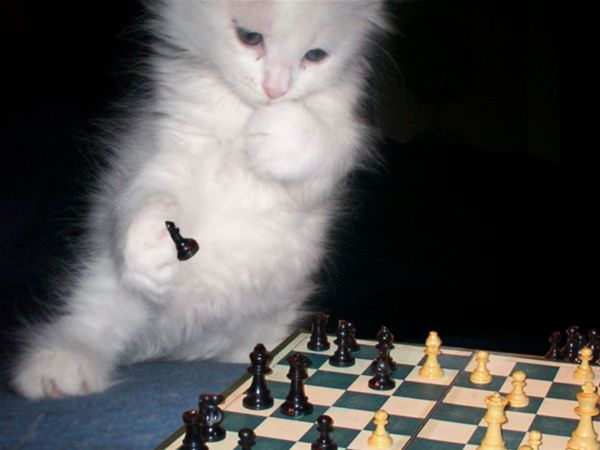 Chess Cat