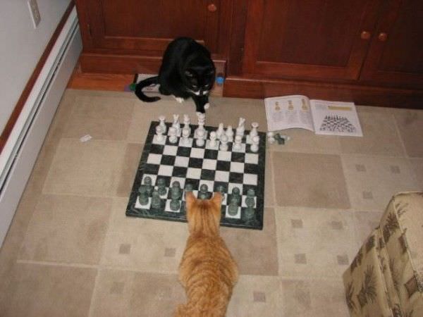 Chess Cats