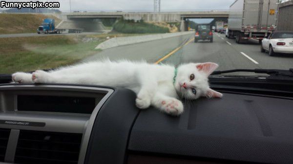 Chillin For The Ride