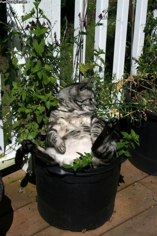 Chilling In The Pot