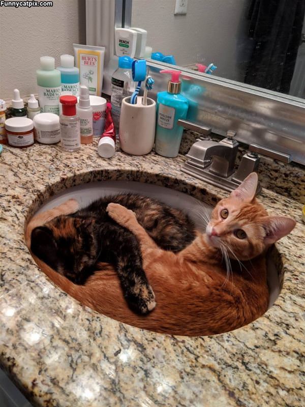 Chilling In The Sink