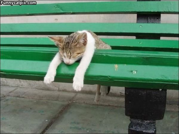 Chilling On The Bench