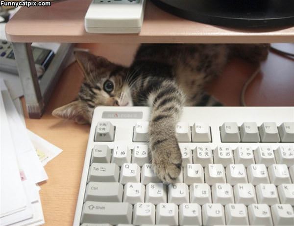 Chilling On The Desk