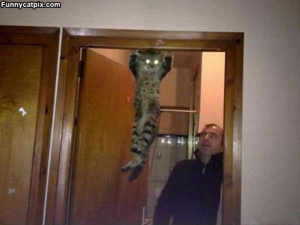 Chin Ups Cat