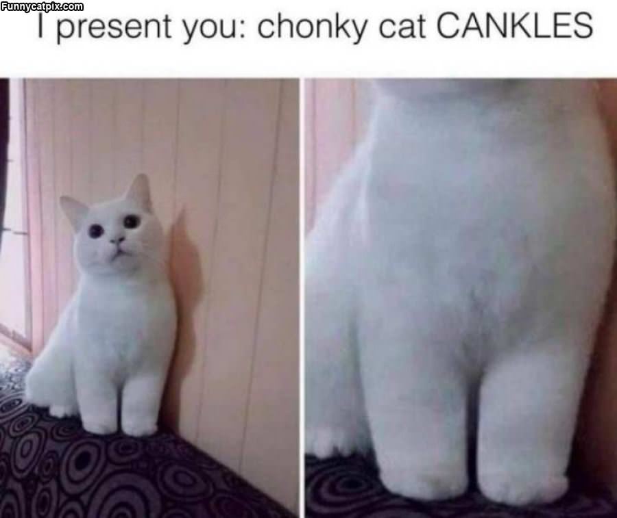 Chonky