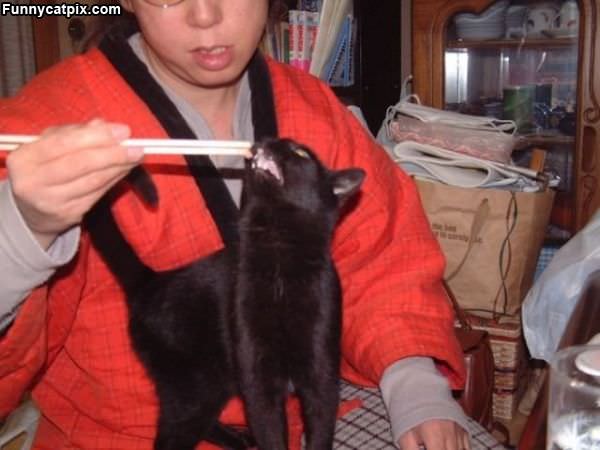 Chopsticks Nom Nom