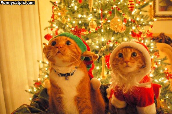 Christmas Cats