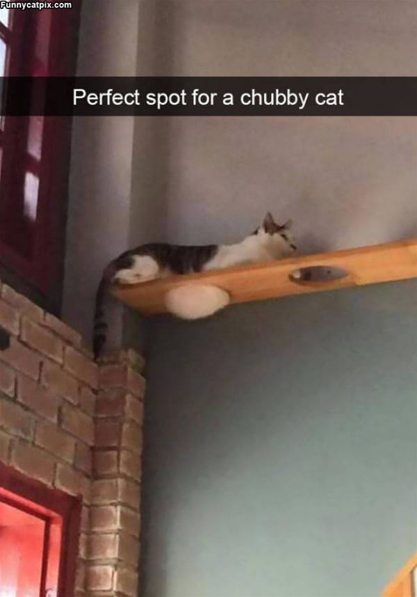 Chubby Cat Spot