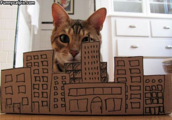 City Cat