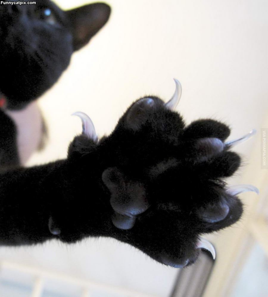 Claws Out