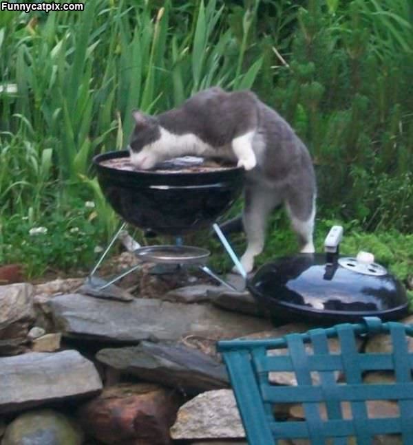 Cleaning Hte Barbeque
