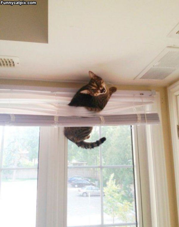 Climber Cat