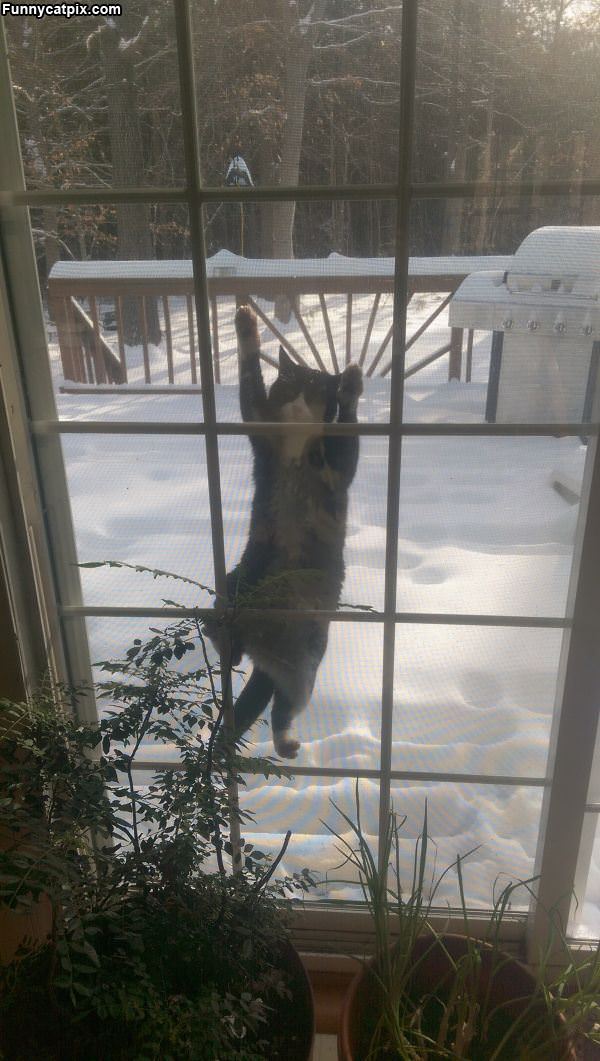 Climbing The Window