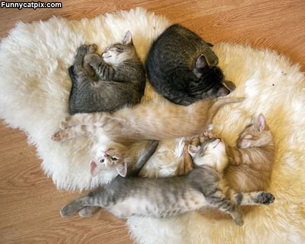 Comfy Cats