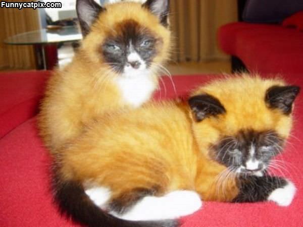 Cool Cute Kittens