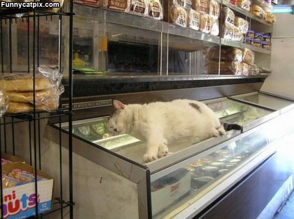 Cooling Off Cat