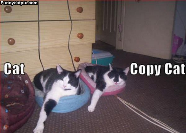 Copy Cat