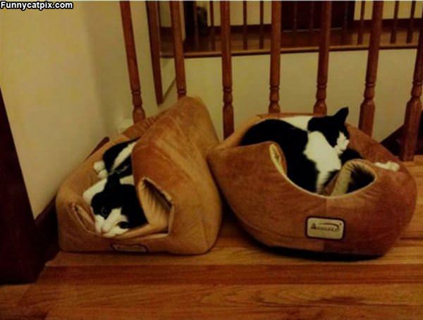 Couple Of Kitties Sleeping